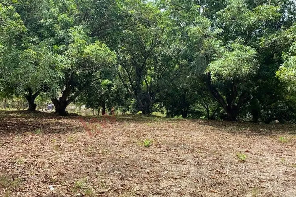 LOTE EN COYOLAR DE OROTINA. Alajuela