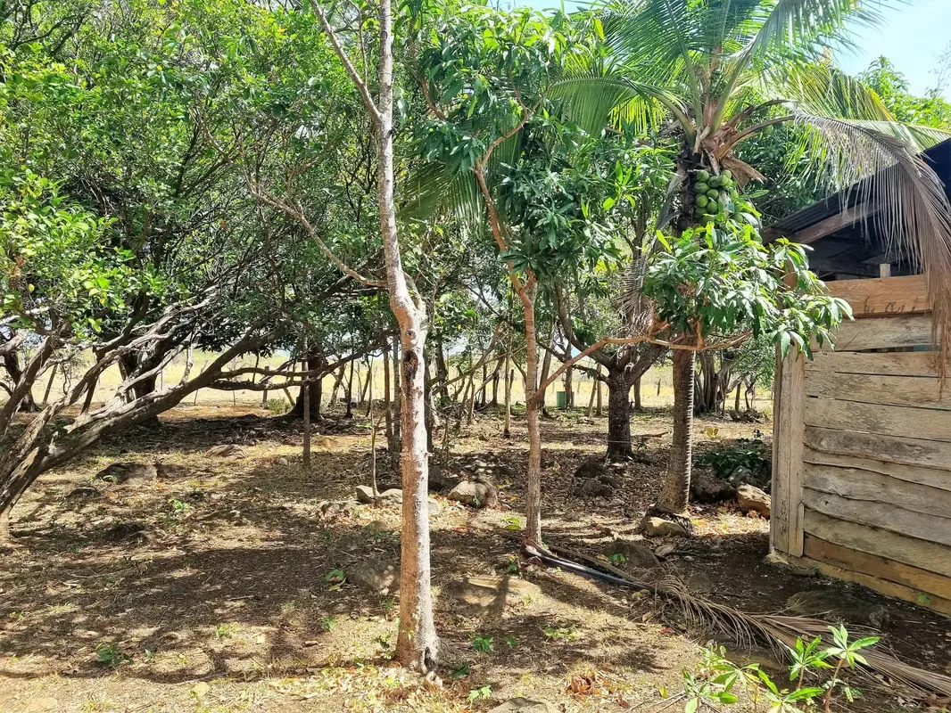 For sale Cattle Farm Palmira Cañas Guanacaste