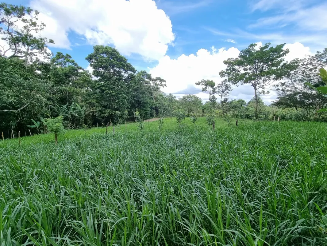Venta Terreno Aguas Zarcas San Carlos Alajuela