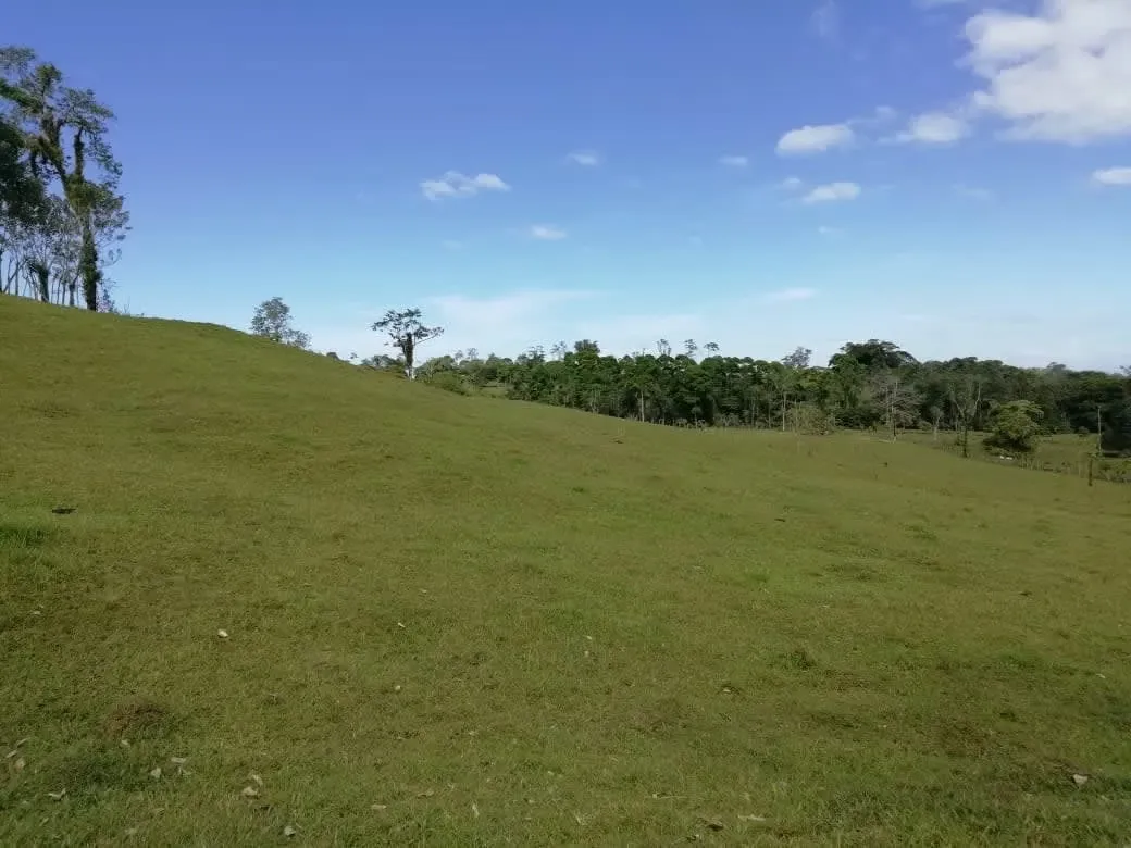 SALE OF LIVESTOCK PLOT IN LIMÓN, GUÁCIMO, POCORA SUR, LA FLORIDA.