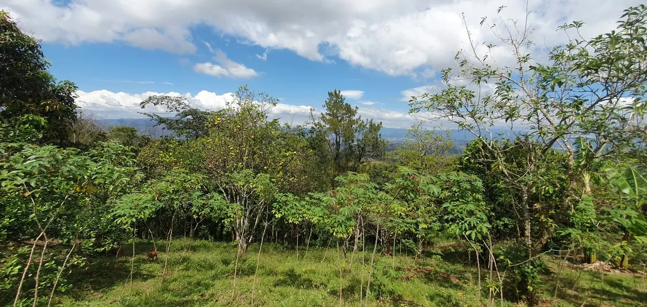 PRECIO GANGA Finca con variedad Frutales y 900 matas Café MG2 en Puriscal