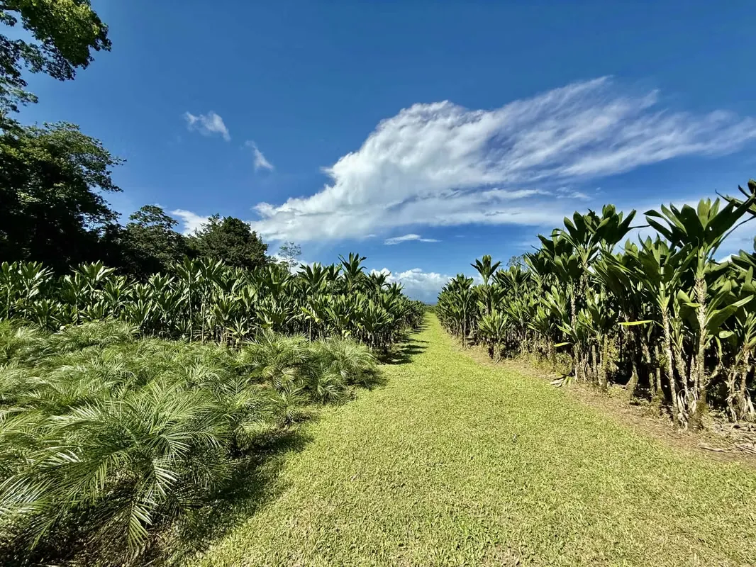 Outstanding Opportunity | Farm for Sale in Guápiles - Limón