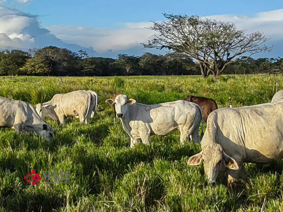 Farmer for sale, Cañas Guanacaste.