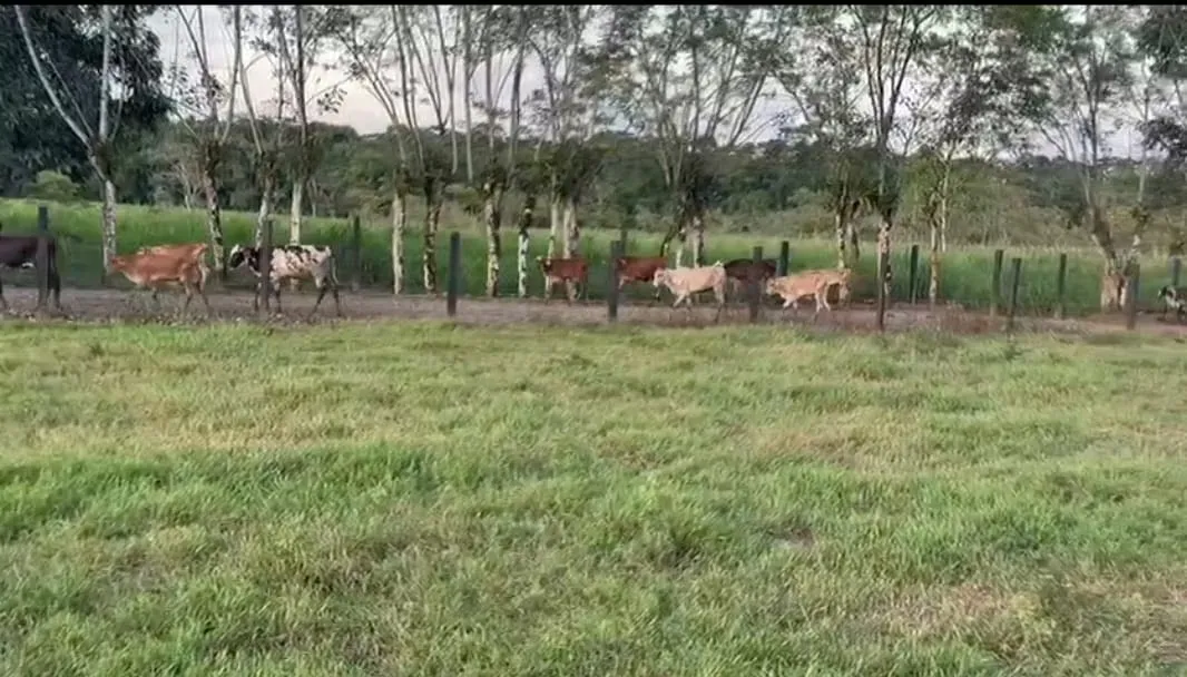 Venta de Finca en San Carlos.