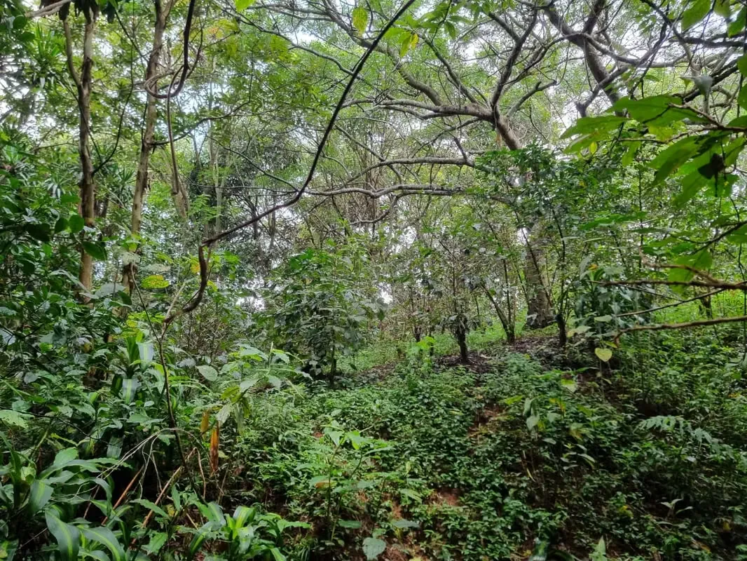 Lote en venta en Sarchi, 5,322 m2 (1.315 acres)