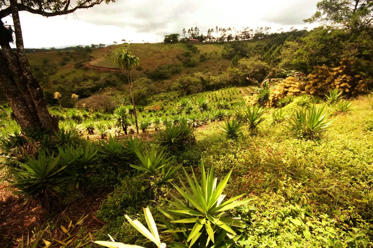 Los Angeles, San Ramón, linda finca muy bien ubicada. ( GP 1307 4)