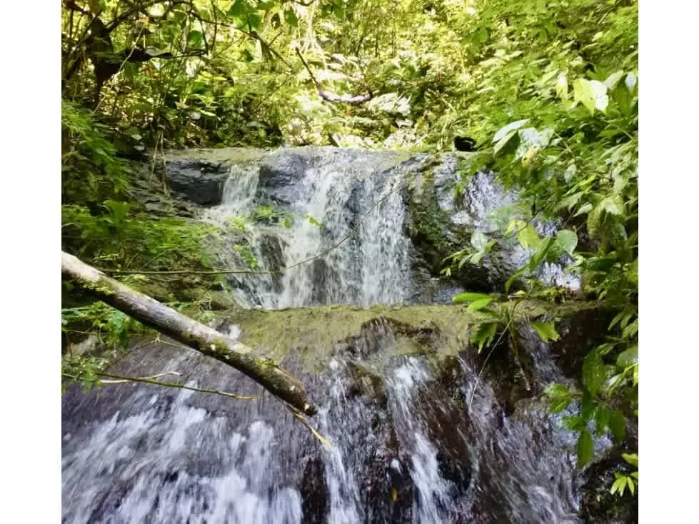 Venta de finca en Puntarenas - Uvita, Bahía Ballena