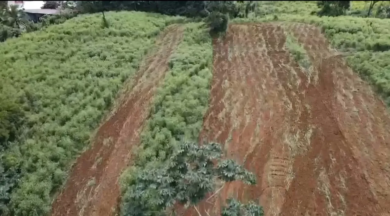 Farm for Sale