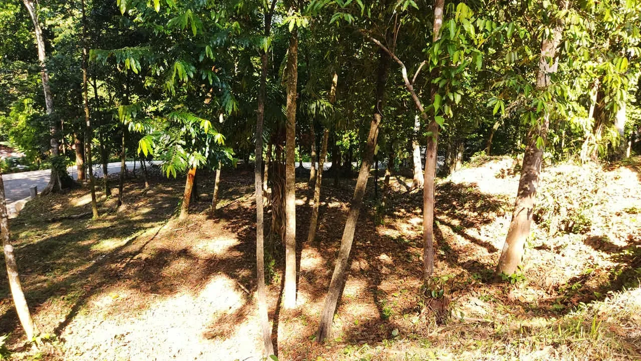 PRIME LOTS FOR SALE IN PUNTA UVITA ( BAHIA BALLENA)