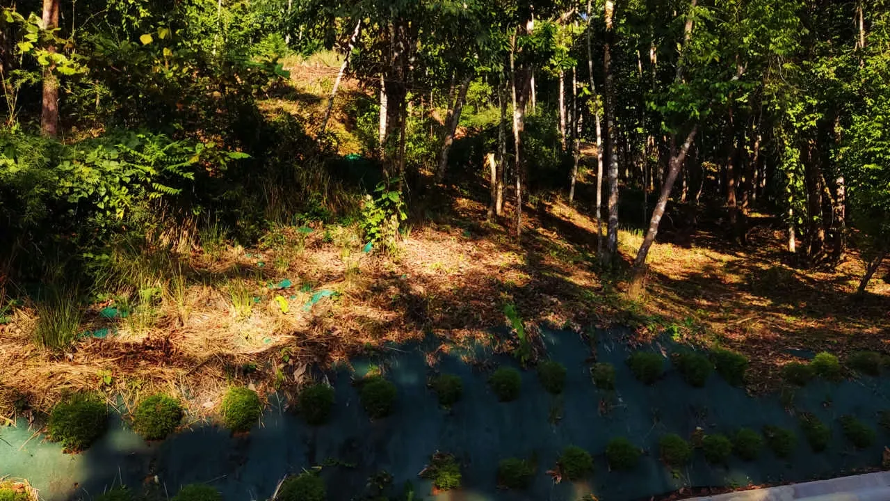 PRIME LOTS FOR SALE IN PUNTA UVITA ( BAHIA BALLENA)