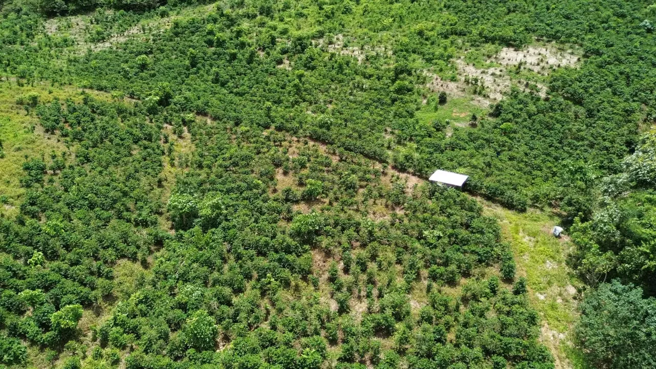 Venta de finca en Tuis, Turrialba.