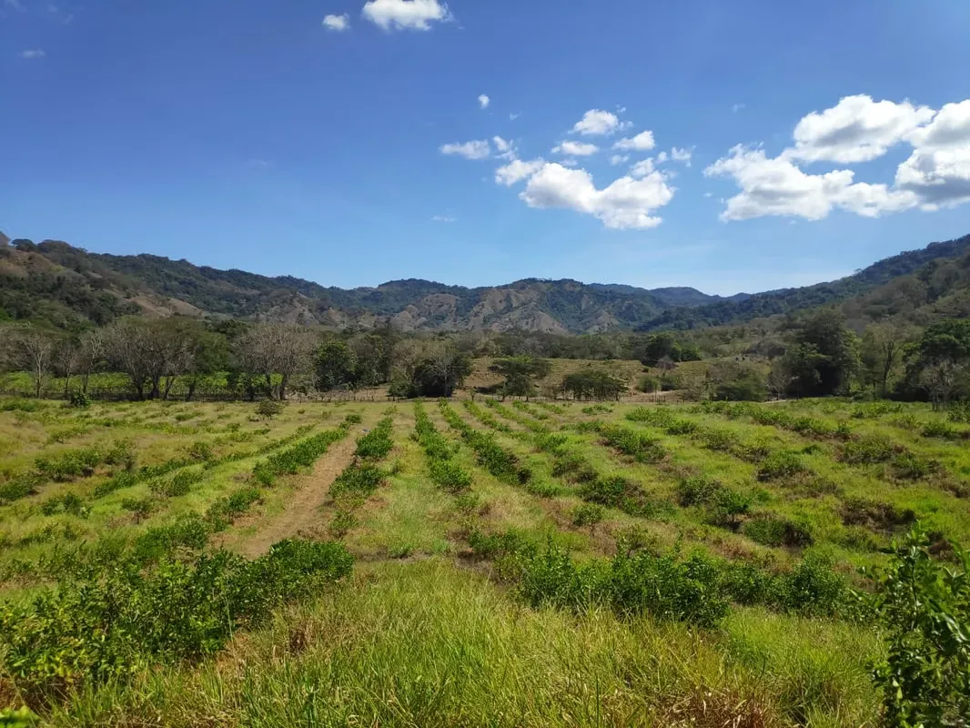 63 hectáreas de Producción Agrícola y Ganadera en Península de Nicoya