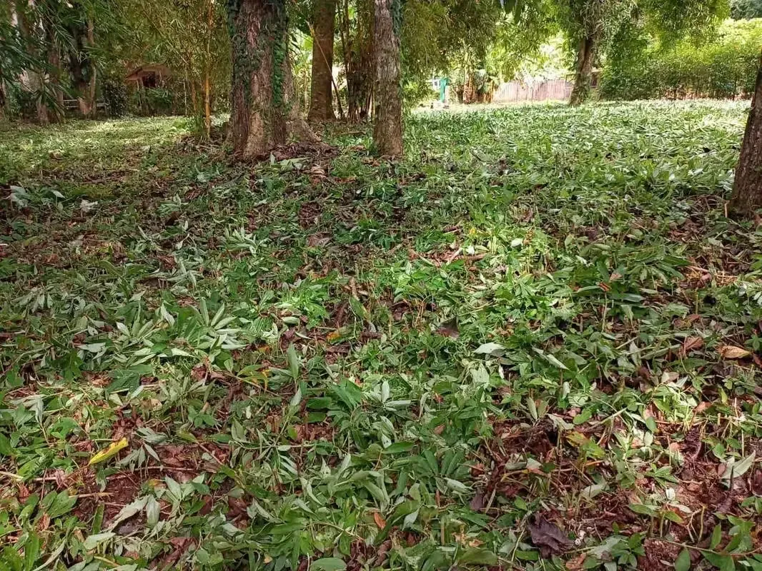 Tu pedazo de paraíso en el Pacífico Central de Costa Rica