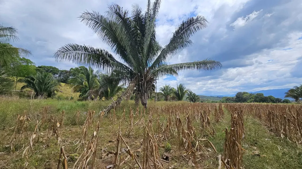 Finca en Buenos Aires Puntarenas a 25 minutos de Potrero Grande