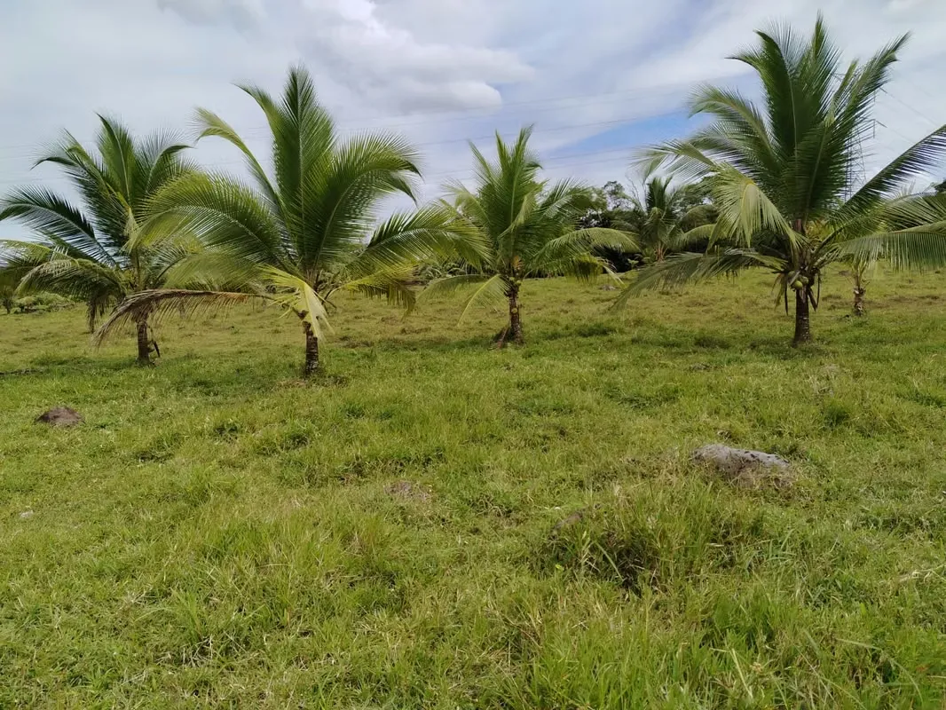We present an exceptional 16-hectare property, strategically located in Pocora, in ...