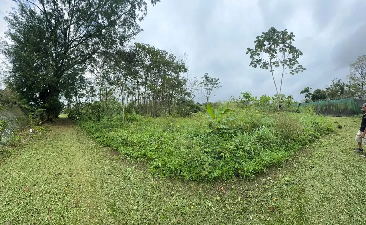 PRODUCTIVE EXPORT FARM FOR SALE - VALLE AZUL, SAN RAMÓN