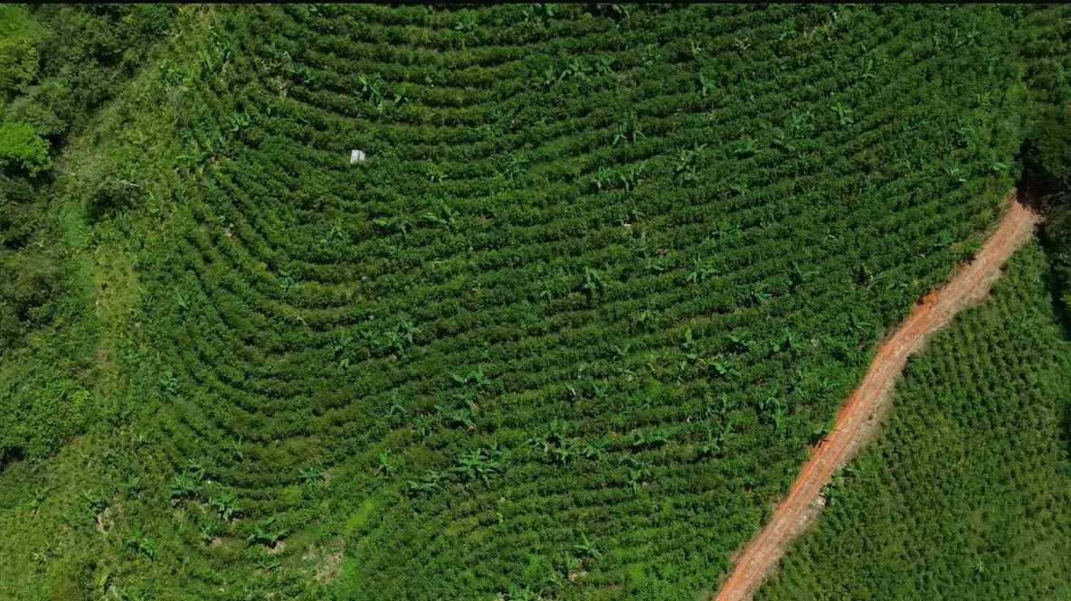 Los Santos Region | Coffee Farm for Sale in San Marcos de Tarrazú