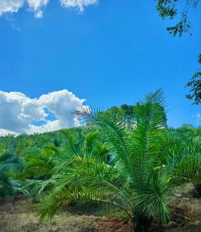 FINCA PRODUCTIVA DE PALMA AFRICANA EN VENTA - ALTA RENT.