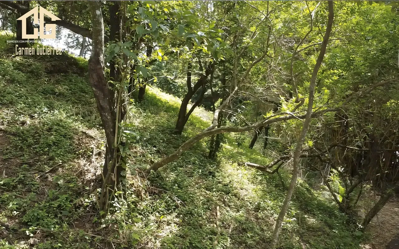 LAND FOR SALE IN TERRAZAS - CIUDAD COLON - BRASIL DE MORA