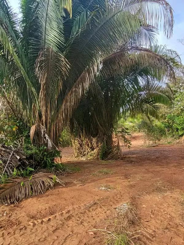 This lot located in Esterillos, Parrita, just 1 km from the beach, offers the perfect combination of strategic ...