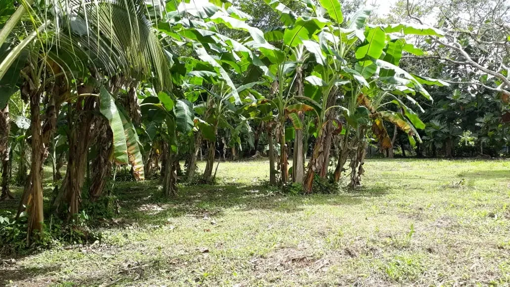 VENTA TERRENO TURISTICO La Tigra/ LA FORTUNA