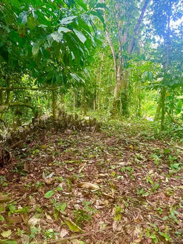 Venta terreno en calle Paraíso, Cahuita, Limón