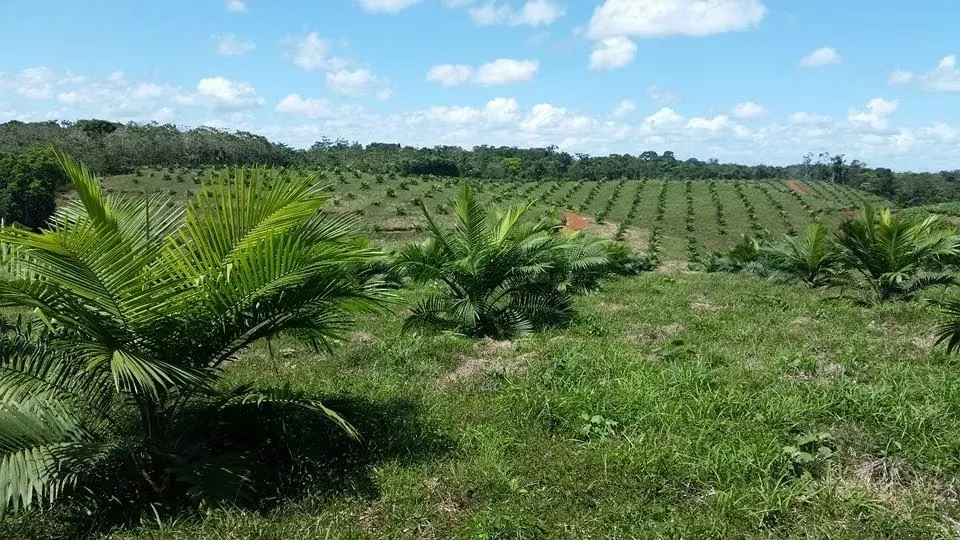 88-hectare farm for sale in Coopevega