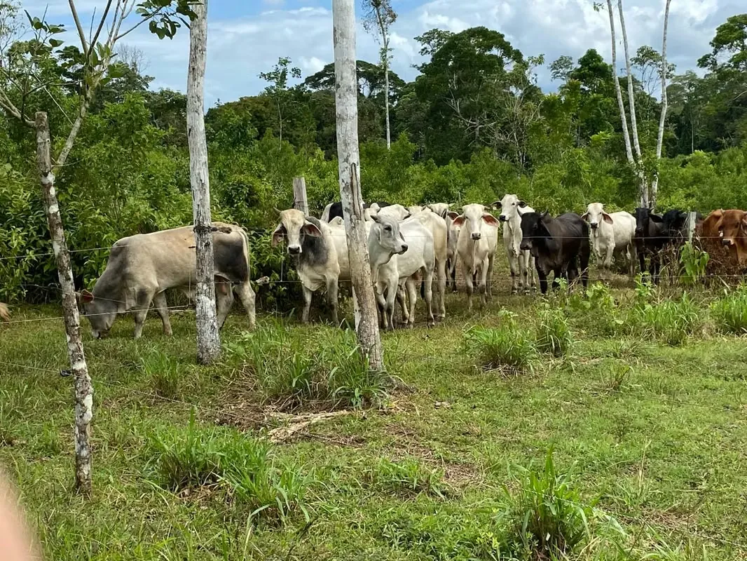 Productive Farm for Sale – 96 Hectares with River & Springs Cutris, San Carlos, Costa Rica
