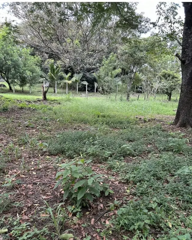 VENDO TERRENO PREMIUM PARA DESARROLLO LOGIISTICO/ BODEGAS.