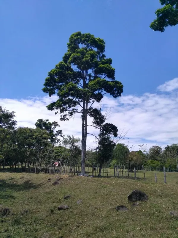 Farm with 3 houses in Argentina, Pocora, Limon. For sale