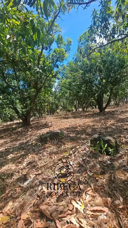 Lote 20,000 m² Labrador de San Mateo | Comercial/Residencial/Industrial