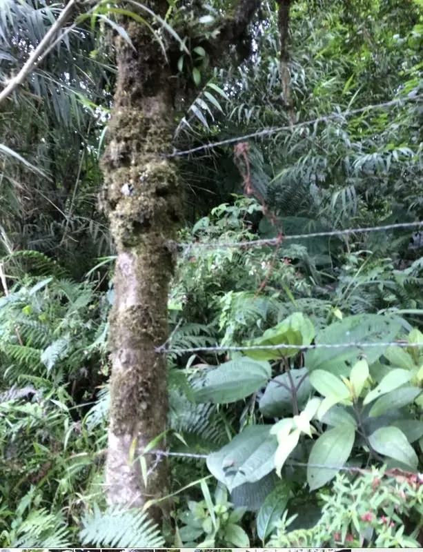 Se Alquilan finca en Vásquez de Coronado – Naturaleza, Bosque Nuboso y Gran Potencial Turístico