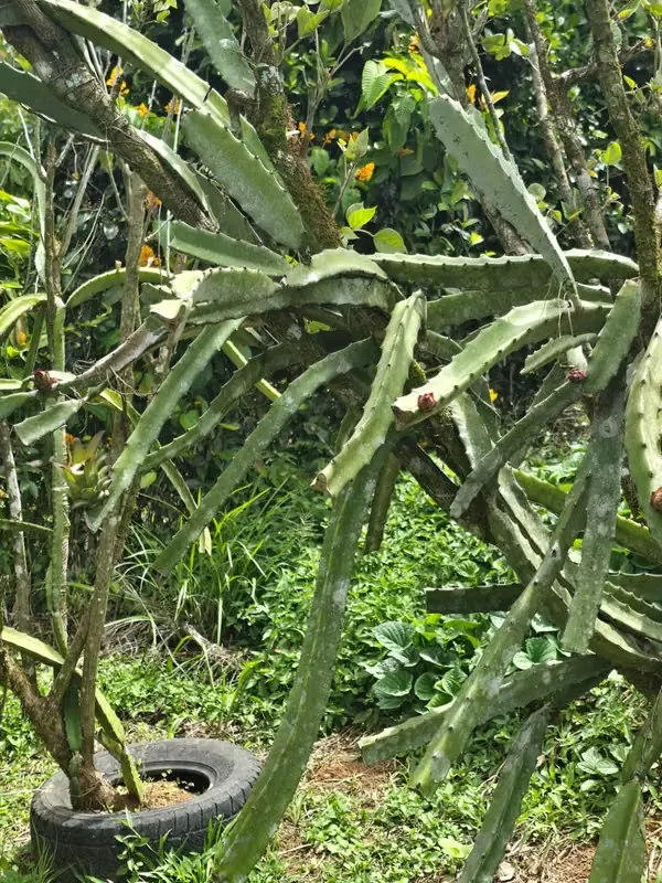 Colinda en la parte trasera con una quebrada veranera y bosque secundario.