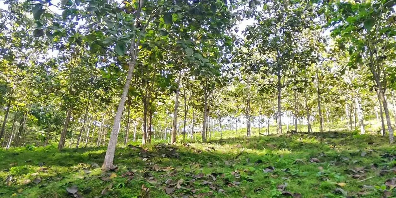 Finca Santimar del Pacífico en Turrubares