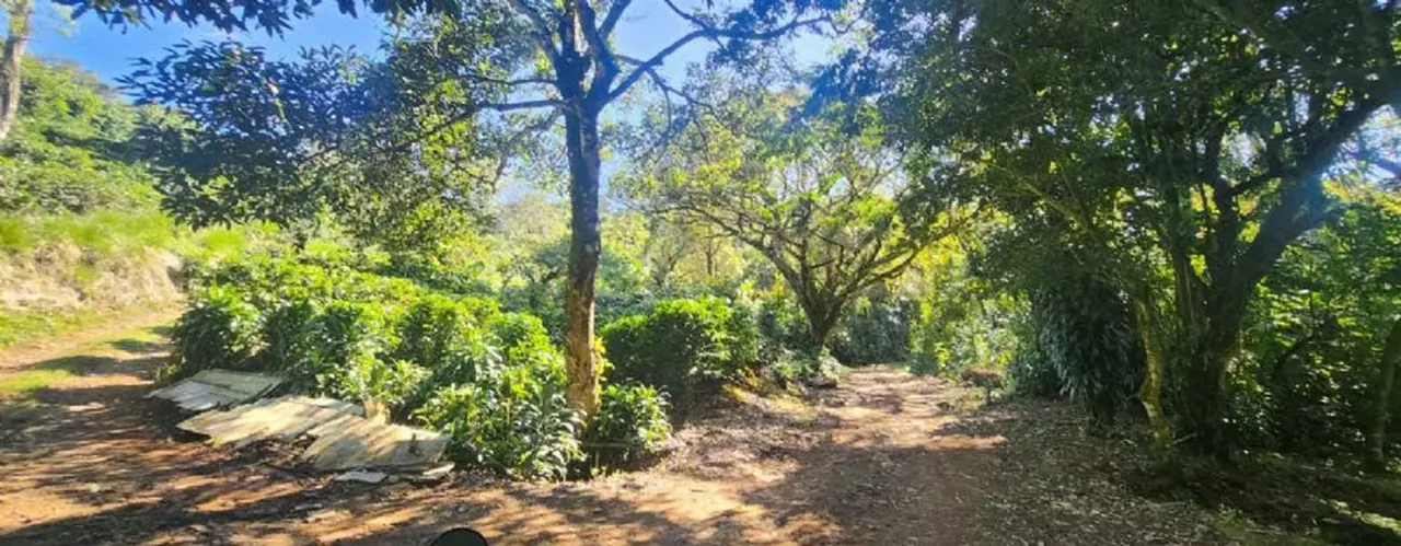 FINCA CAFETALERA EN VENTA EN NARANJO