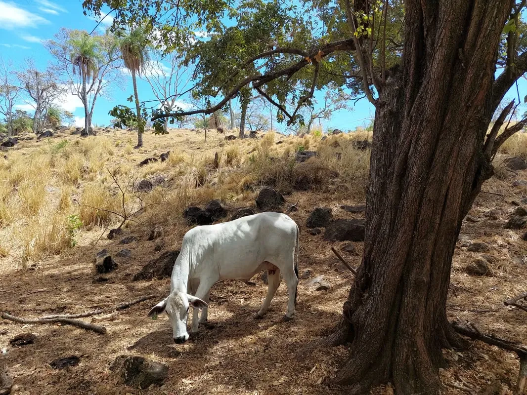 LAND FOR SALE BAGACES GUANACASTE
