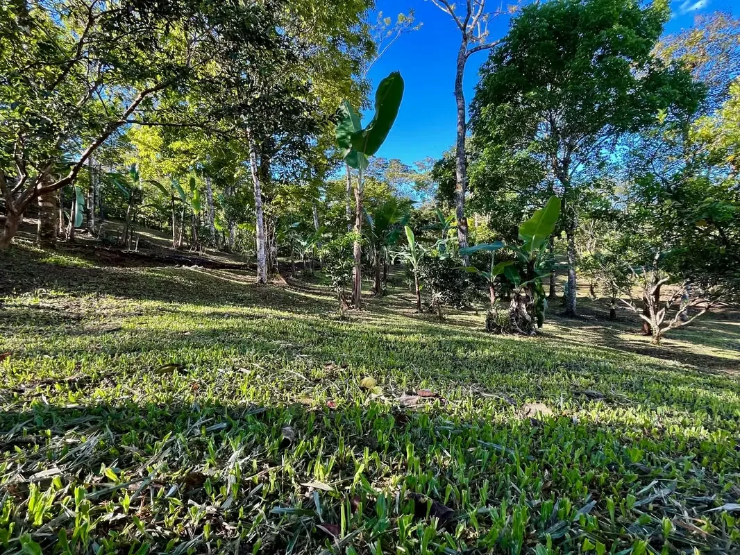 LAND FOR SALE IN PURISCAL