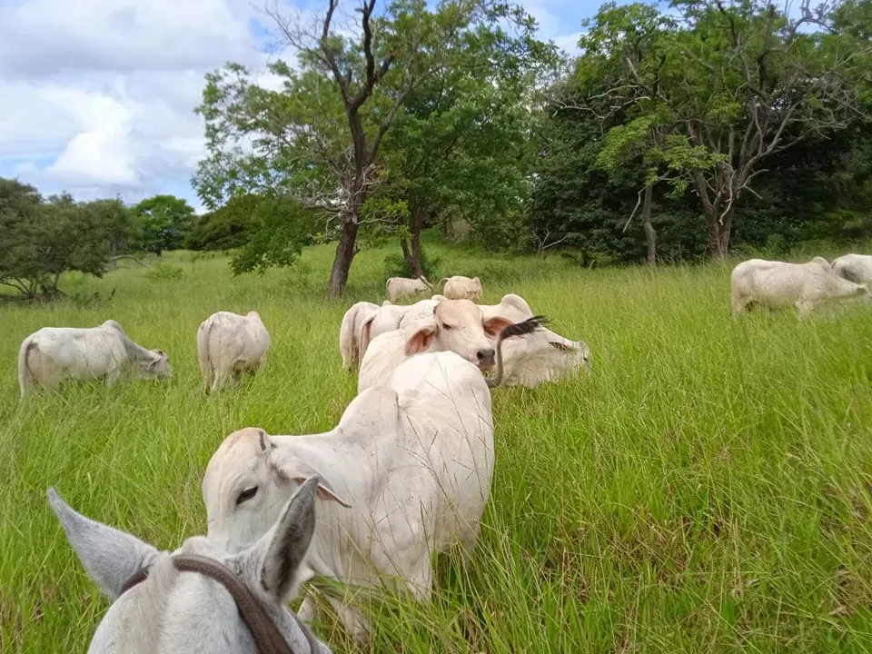 Finca Ganadera 420 Ha, Palmira de Cañas, Guanacaste